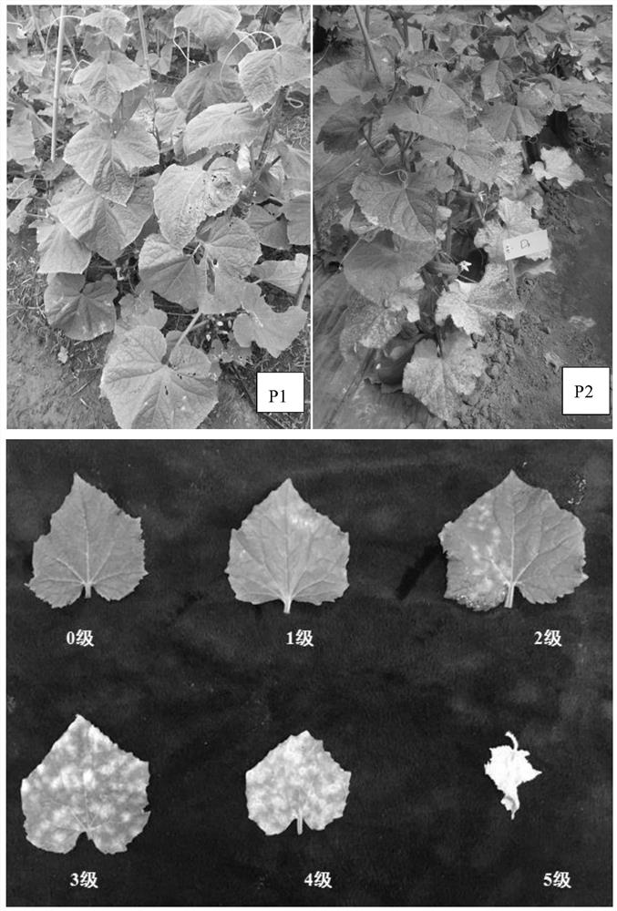 Two SNP markers closely linked to cucumber powdery mildew resistance and their application