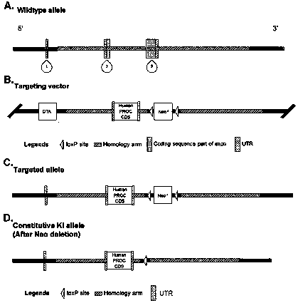 Genetically-modified non-human animal and application thereof