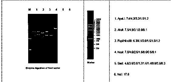 Genetically-modified non-human animal and application thereof