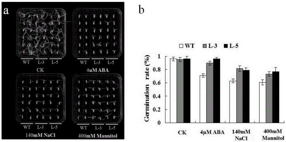 Protein capable of improving salt tolerance and drought tolerance of plants as well as coding gene and application of protein