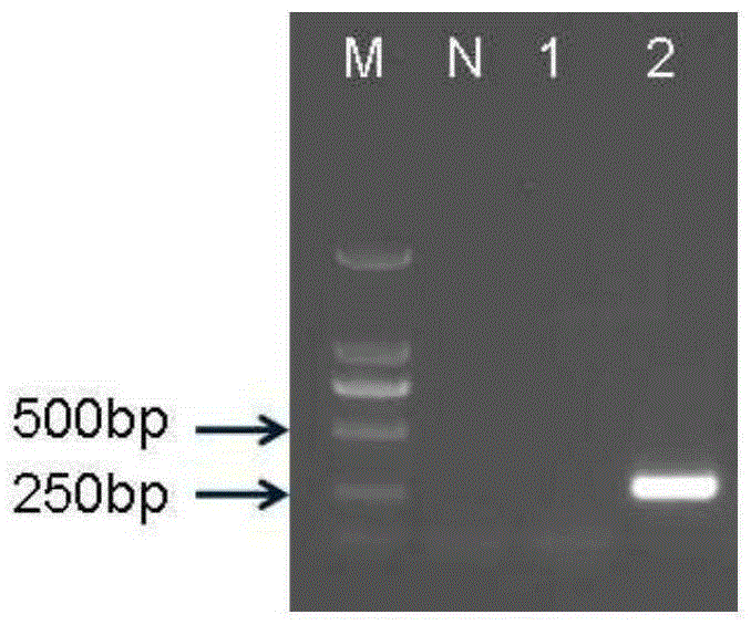 Protein capable of improving salt tolerance and drought tolerance of plants as well as coding gene and application of protein