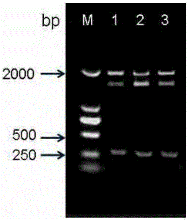 Protein capable of improving salt tolerance and drought tolerance of plants as well as coding gene and application of protein