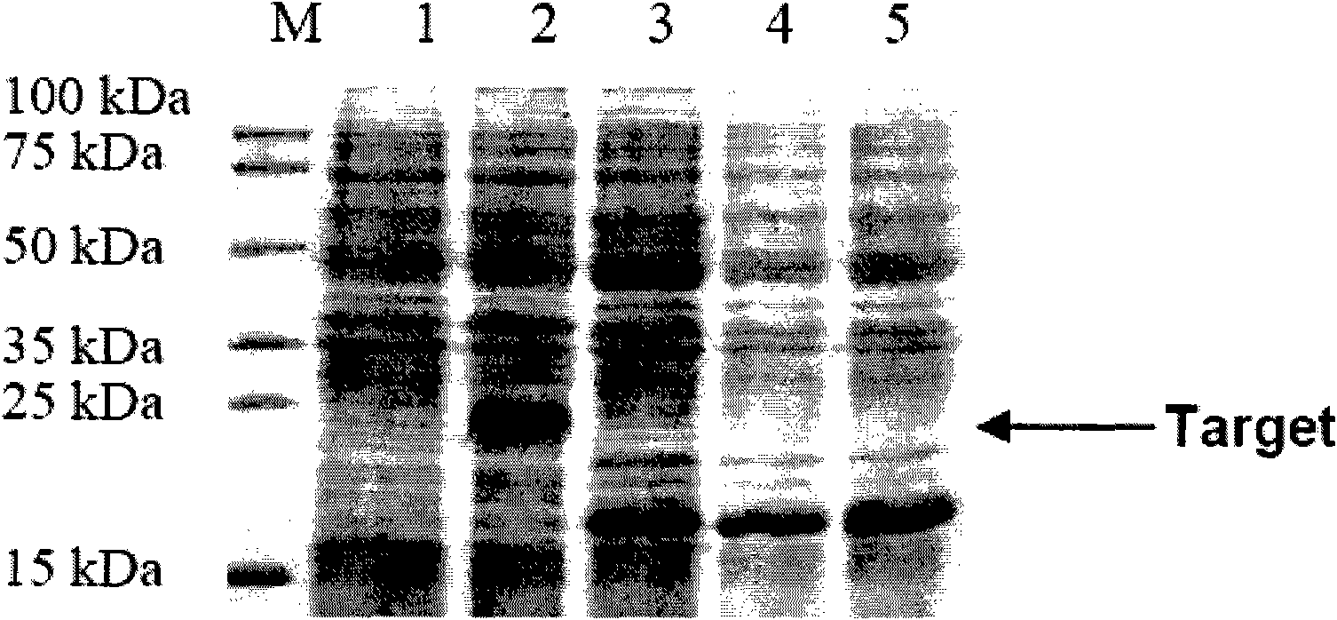 Recombinant spider poison protein, preparation method and expression vector thereof and medicament for treating (erection disturbance) ED