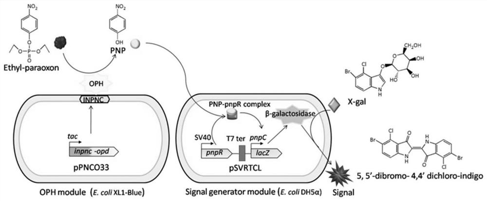 A method for detecting organophosphorus pesticides based on a flora-based sensing system