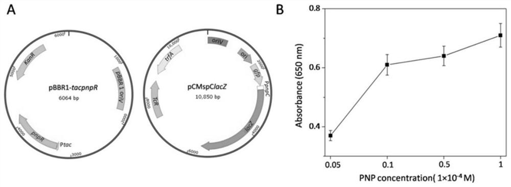 A method for detecting organophosphorus pesticides based on a flora-based sensing system