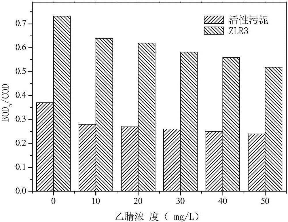 Shewanella putrefaciens capable of effectively degrading acetonitrile and application of Shewanella putrefaciens