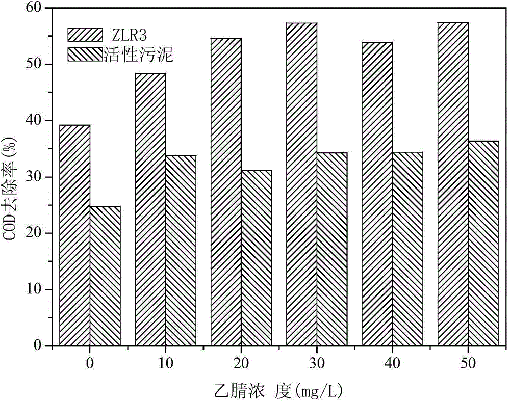 Shewanella putrefaciens capable of effectively degrading acetonitrile and application of Shewanella putrefaciens