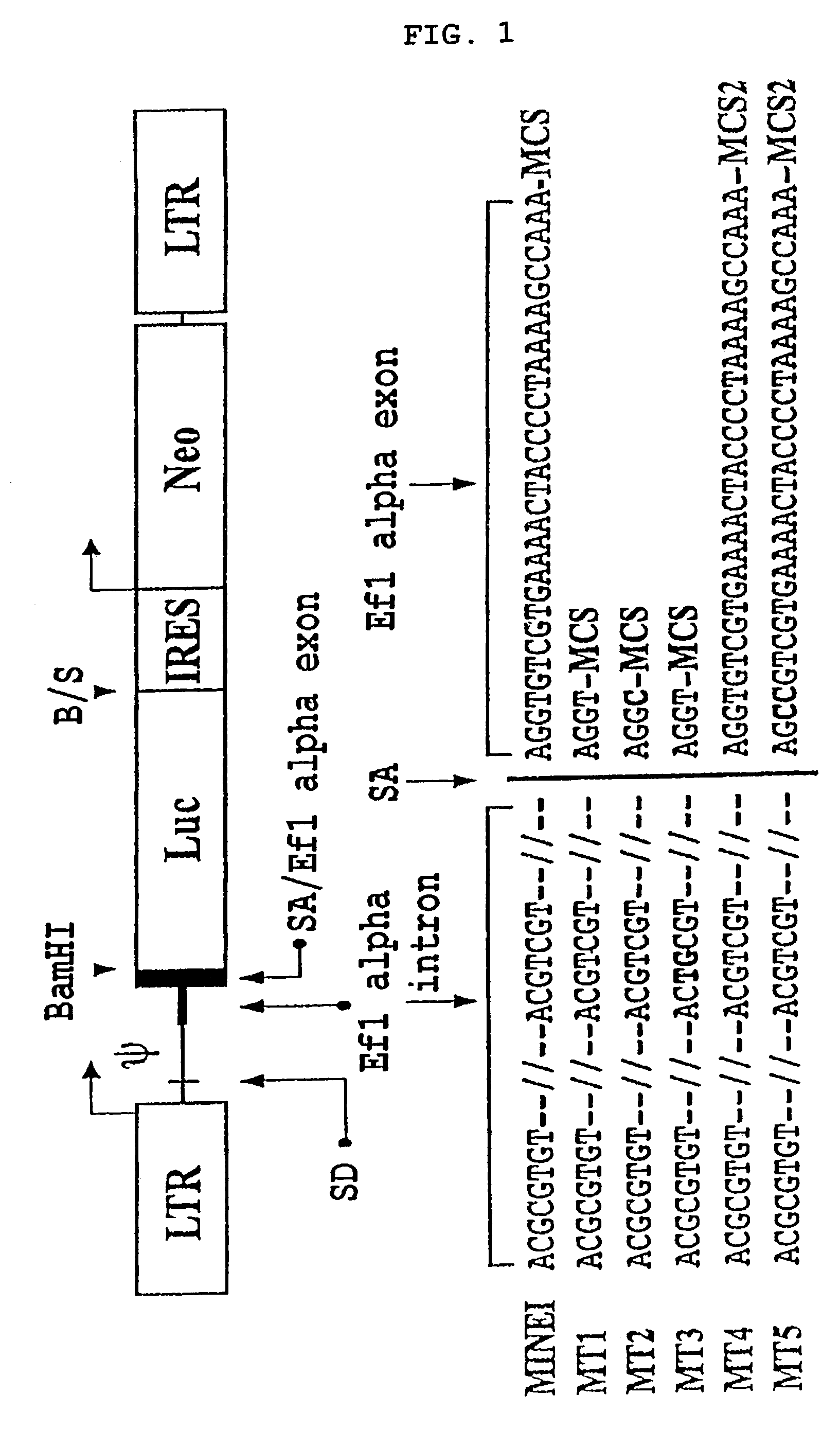 High efficiency retroviral vector which contains genetically engineered cellular non-coding sequence harboring splicing acceptor