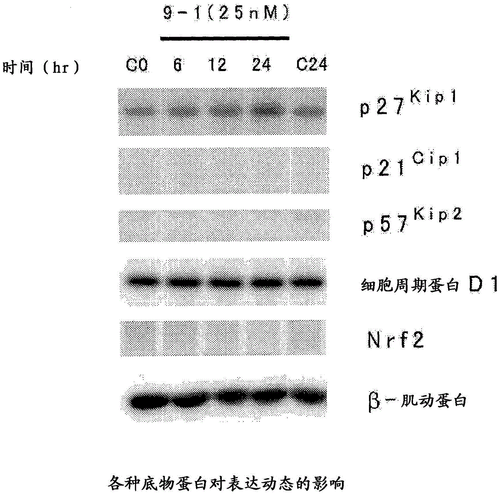 Heterocyclic compound and p27Kip1 degradation inhibitor