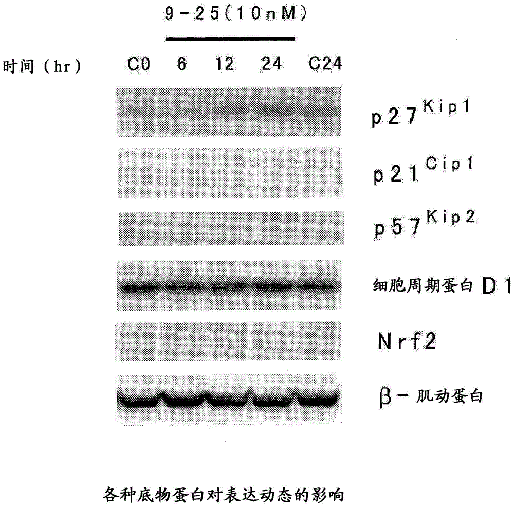 Heterocyclic compound and p27Kip1 degradation inhibitor