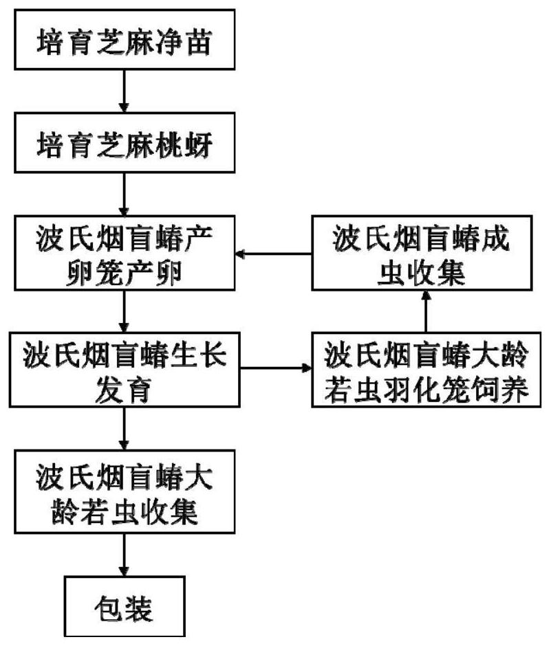 Breeding method of nesidiocoris undulatus