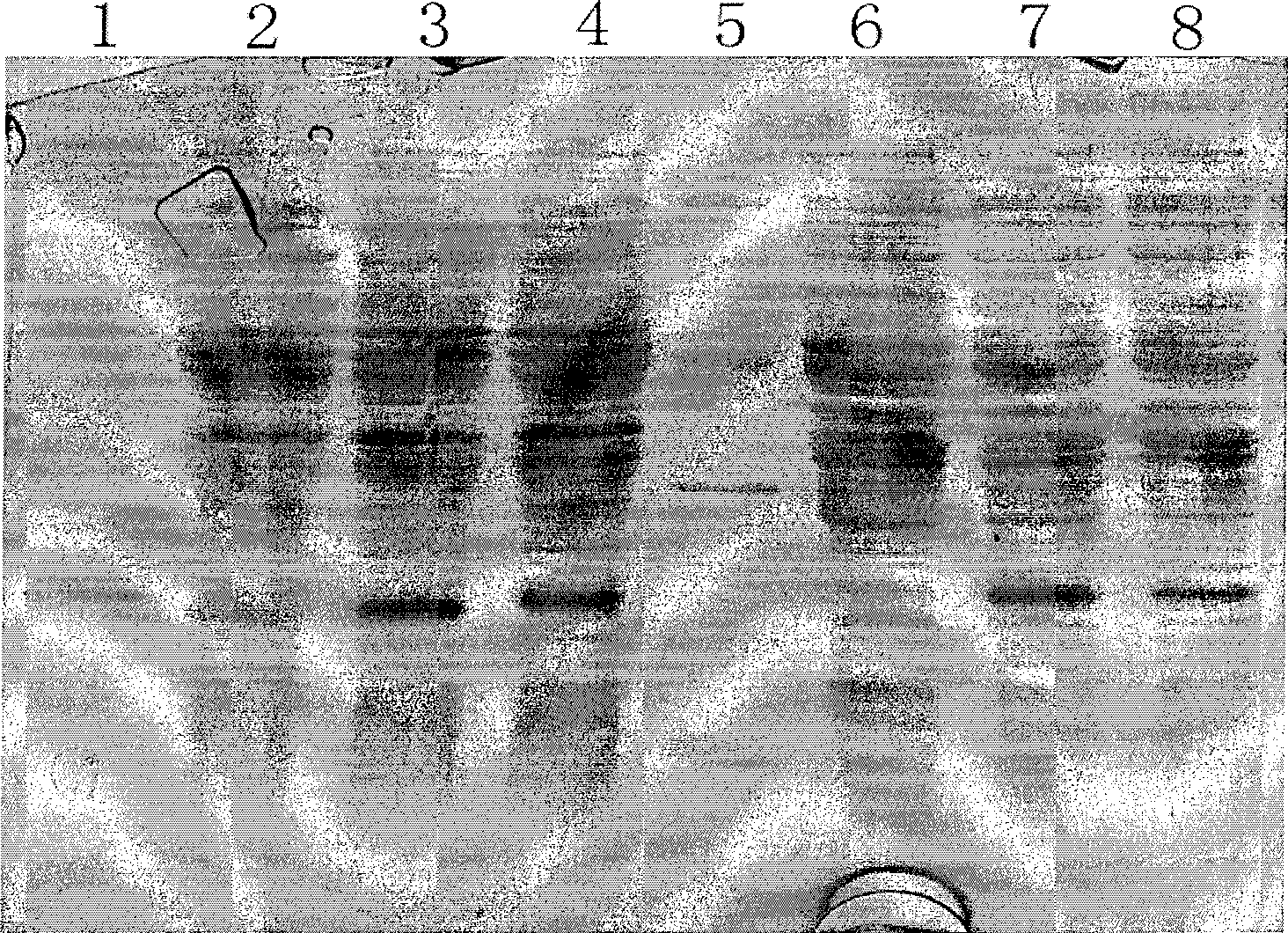 Method for producing secretion expression recombinant human fibroblast growth factor-21