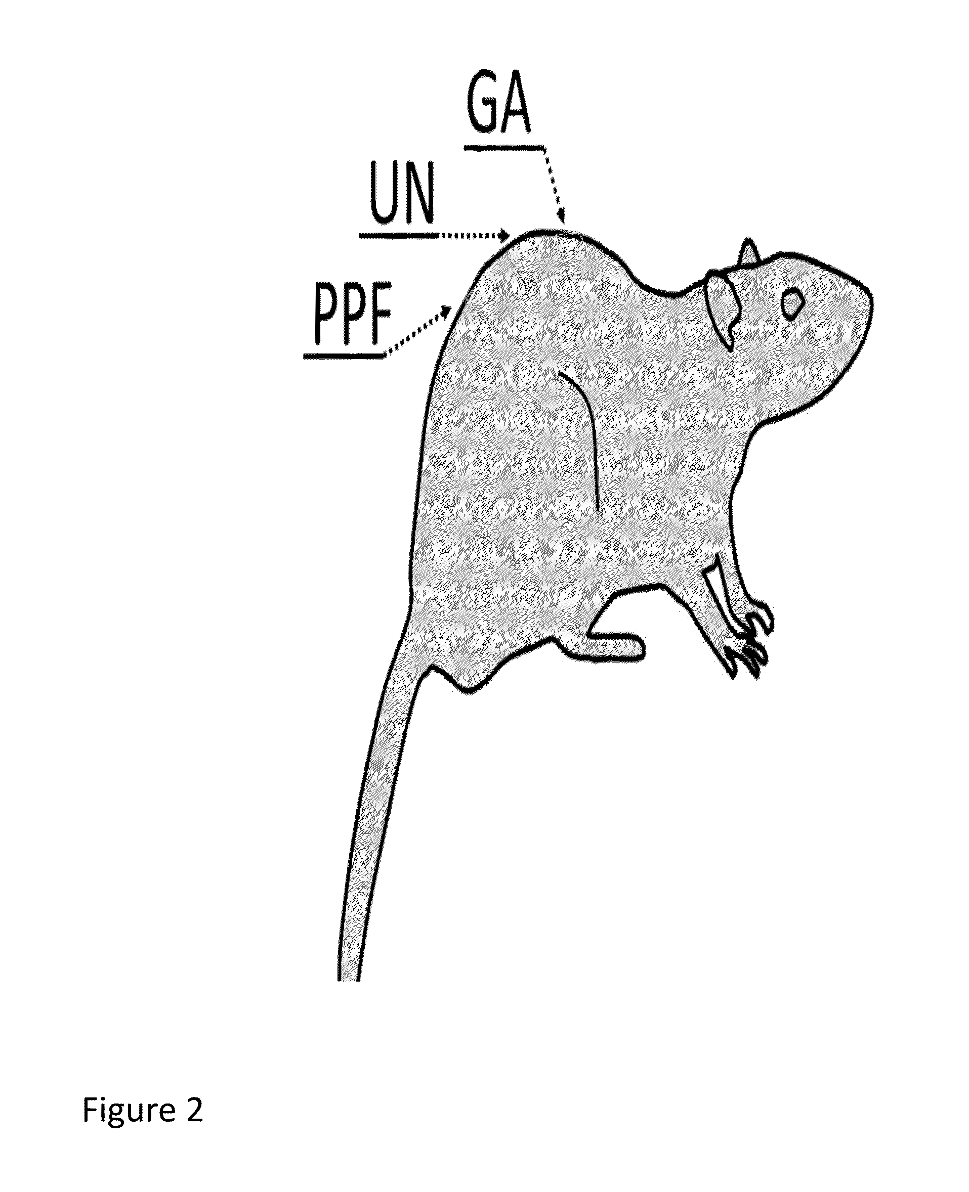 Polymer-tissue hybrid biomaterials and methods of making and using same