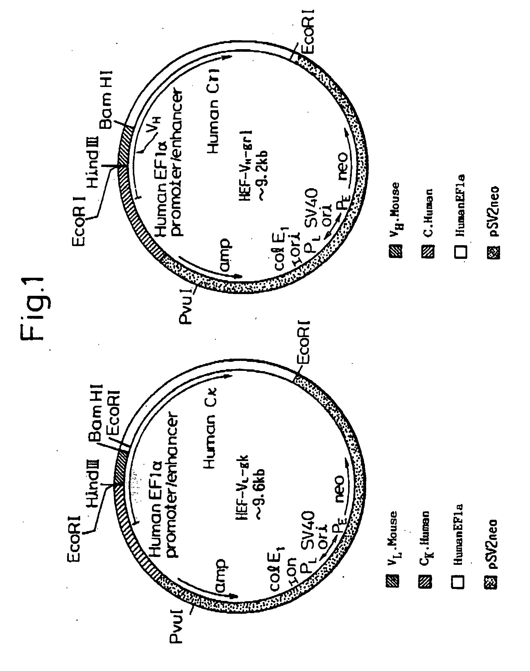 Reshaped human antibody to human medulloblastoma cells