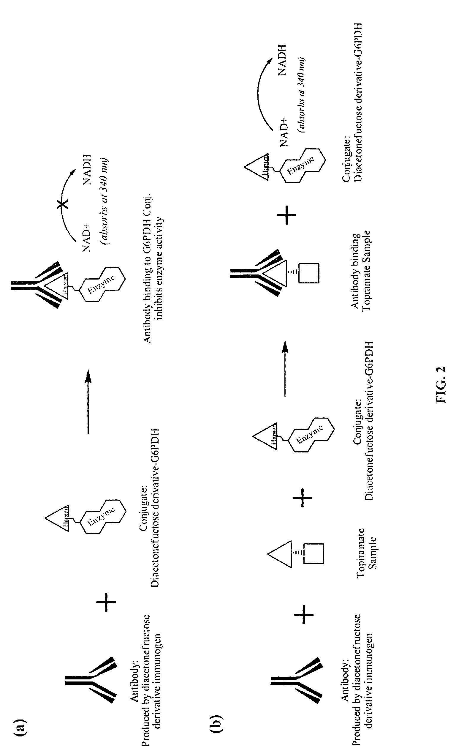 Topiramate Immunoassays