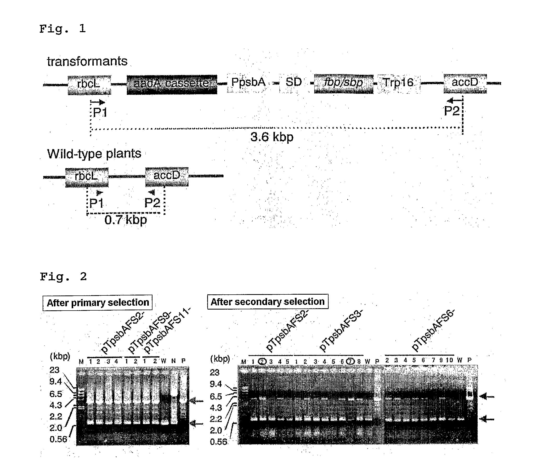 Method For Improving Productivity of Plant By Chloroplast Technology