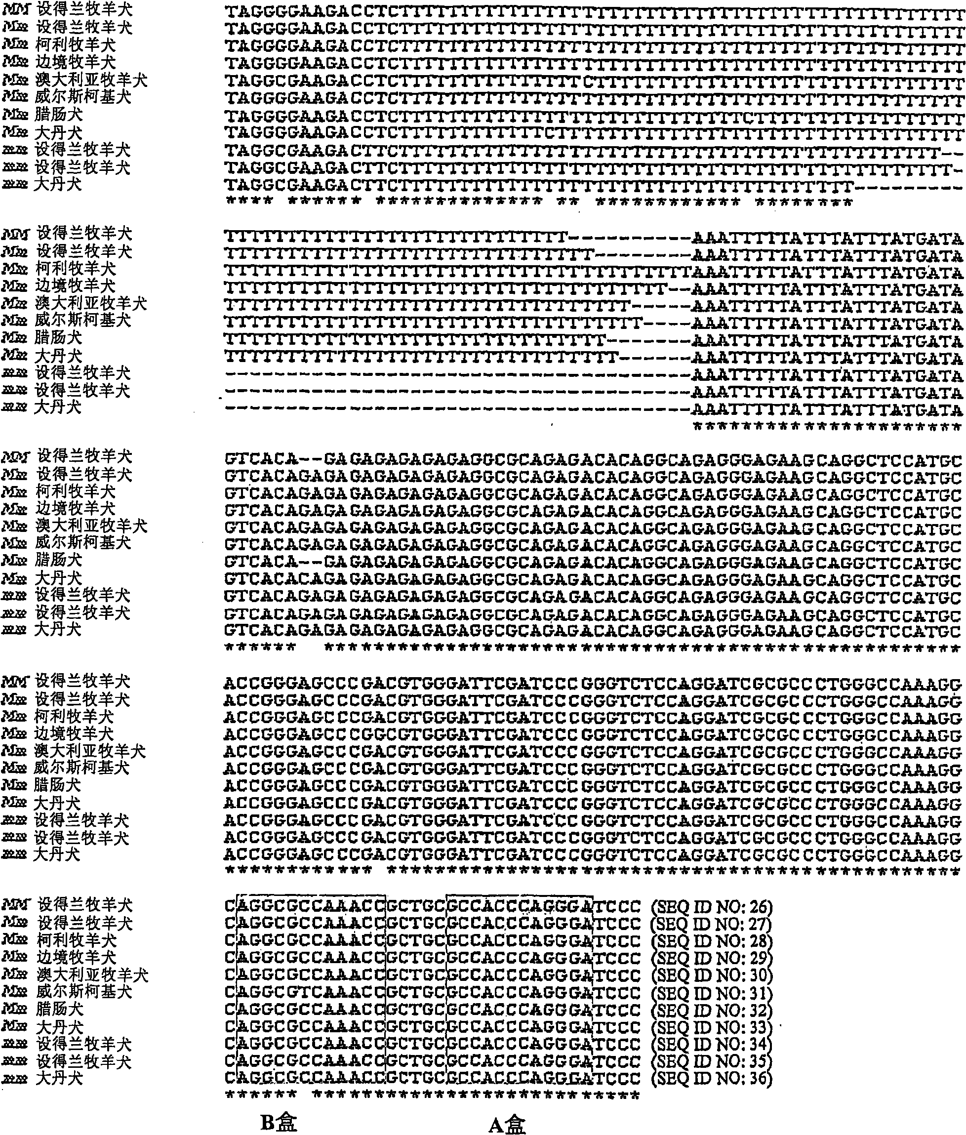 Methods for identification of merle gene