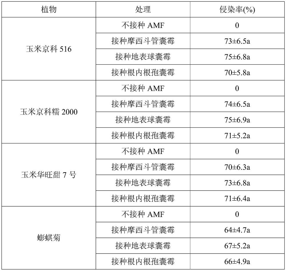 The method of intercropping corn and wedelia and inoculating amf to restore cadmium-contaminated soil