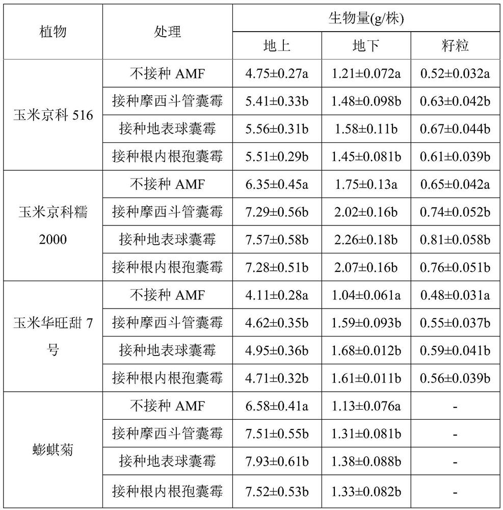 The method of intercropping corn and wedelia and inoculating amf to restore cadmium-contaminated soil