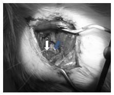 Application of rat model with depression related to chronic pain in researching on action mechanism and targets of antidepressant on pain