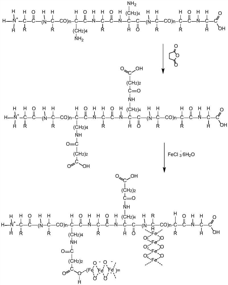 A kind of preparation method of iron protein succinate