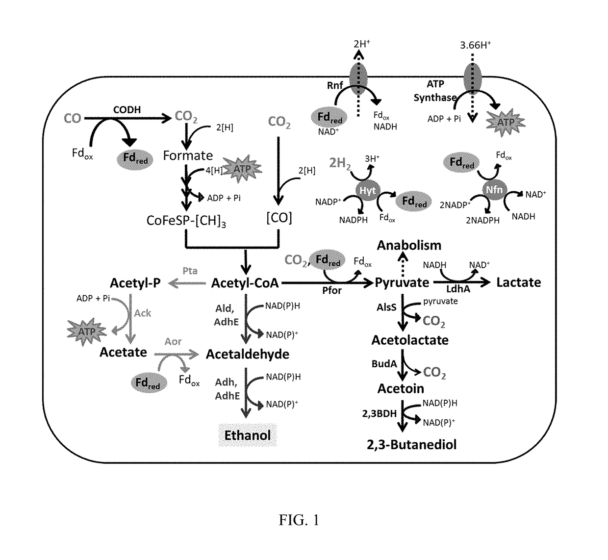 Microorganism with modified aldehyde:ferredoxin oxidoreductase activity and related methods