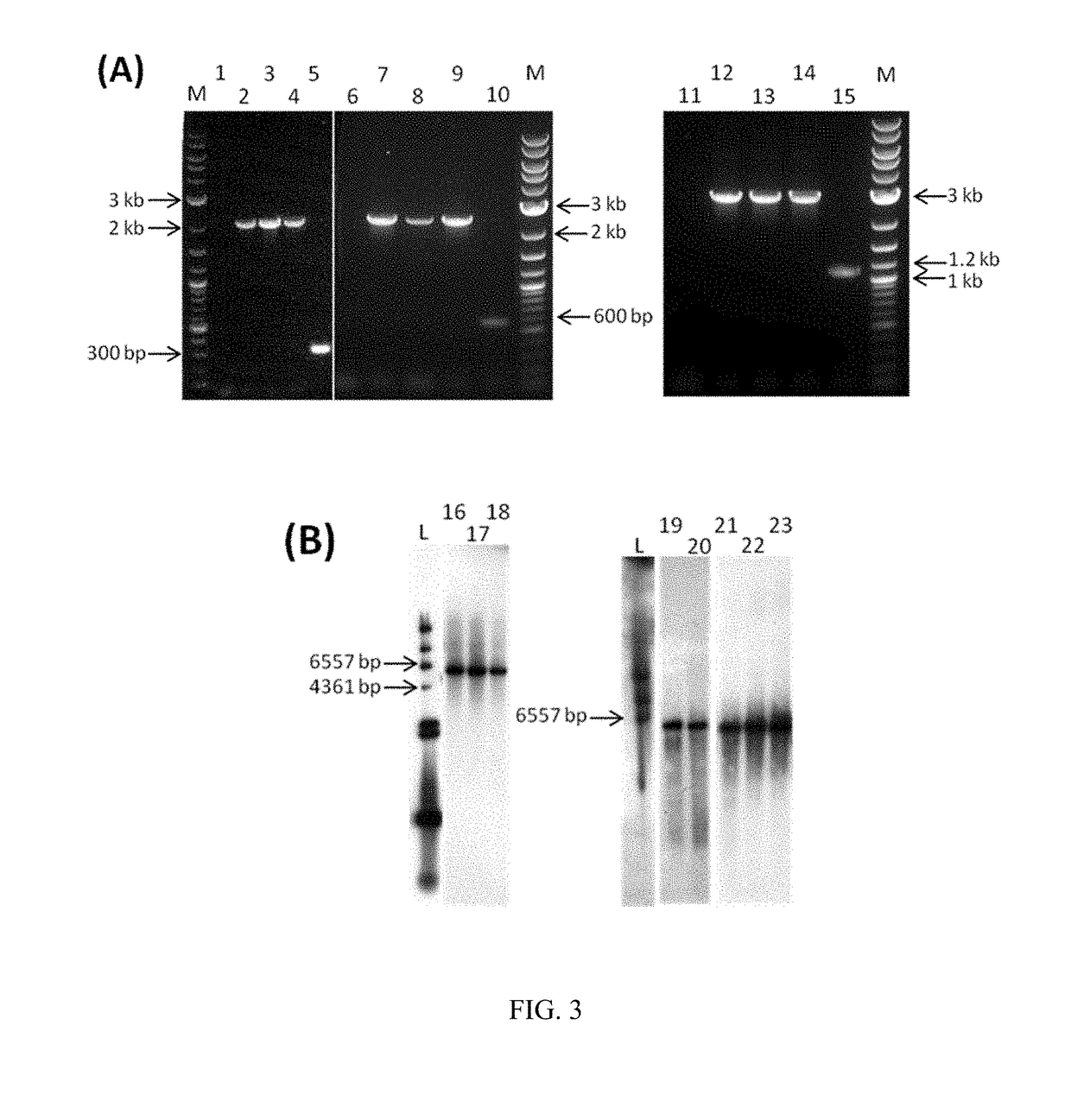 Microorganism with modified aldehyde:ferredoxin oxidoreductase activity and related methods