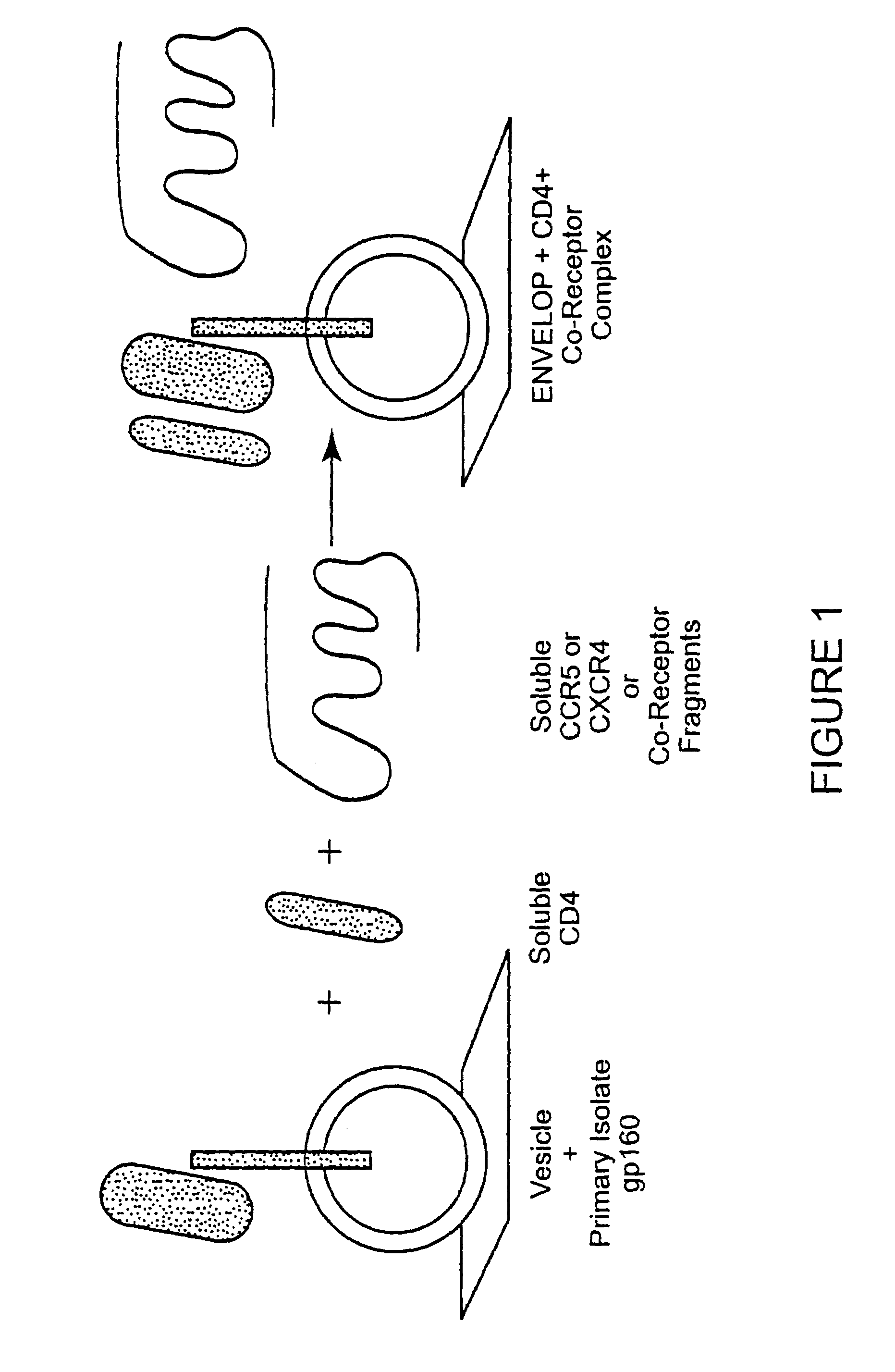 Immunogen comprising an HIV envelope protein, a ligand and H2 peptide