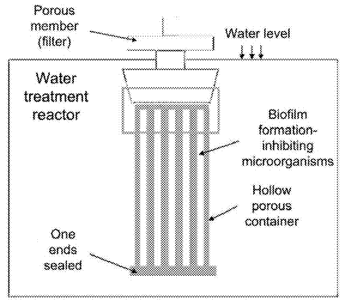 Container with biofilm formation-inhibiting microorganisms immobilized therein and membrane water treatment apparatus using the same