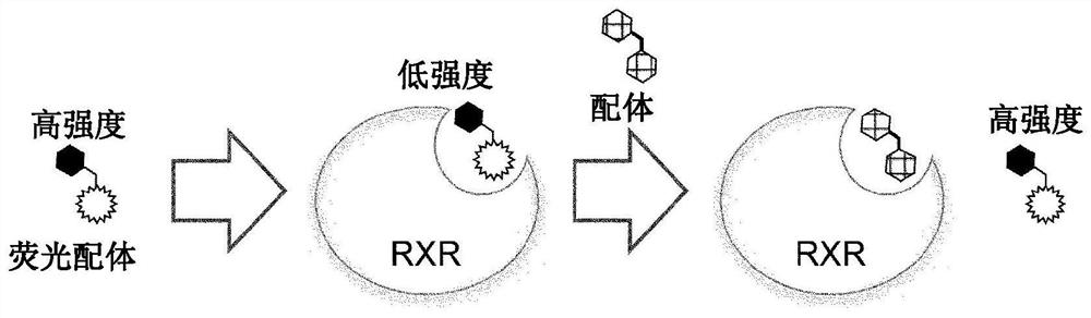 Fluorescent retinoid x receptor binding molecules and uses thereof