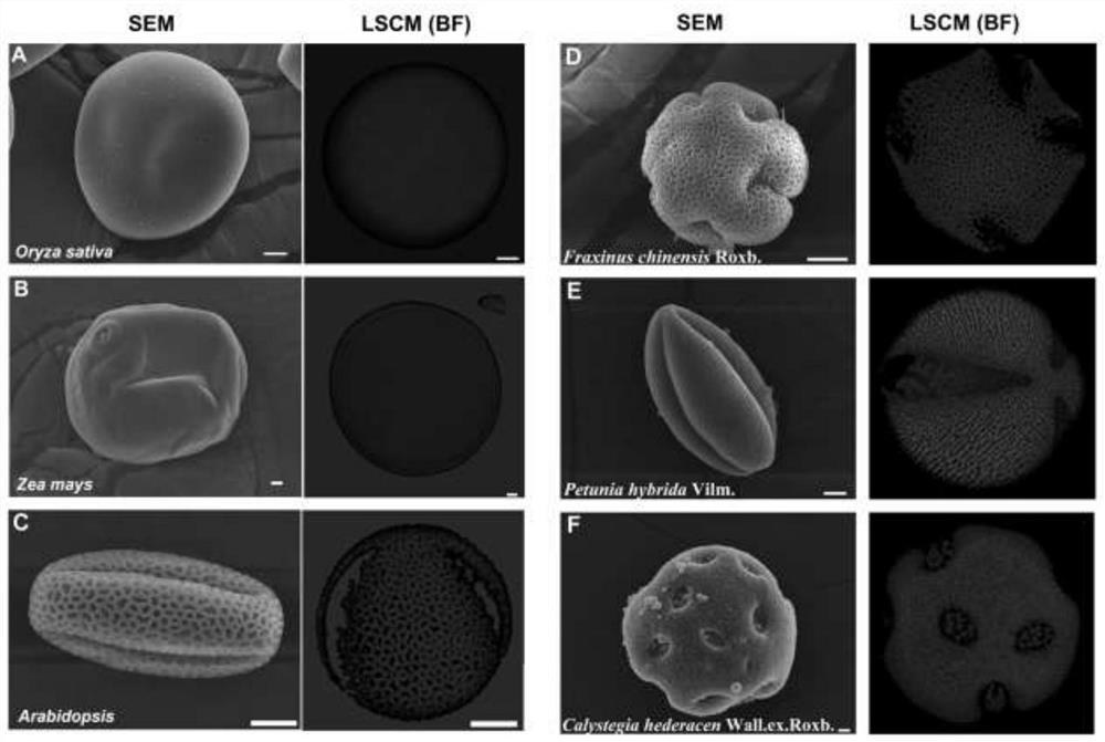 Observation method for specifically recognizing different parts of pollen, corresponding dye and application