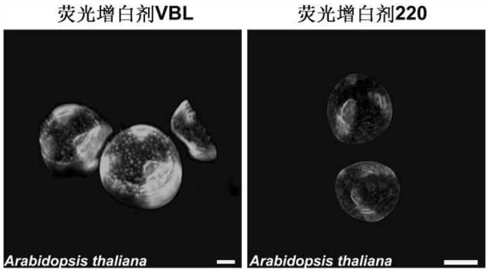 Observation method for specifically recognizing different parts of pollen, corresponding dye and application