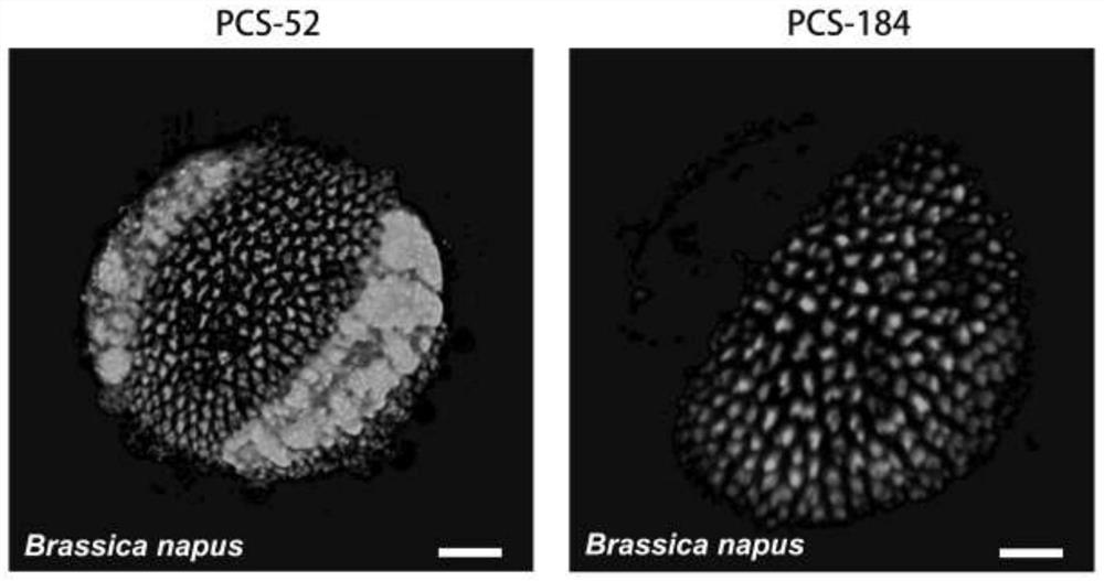 Observation method for specifically recognizing different parts of pollen, corresponding dye and application