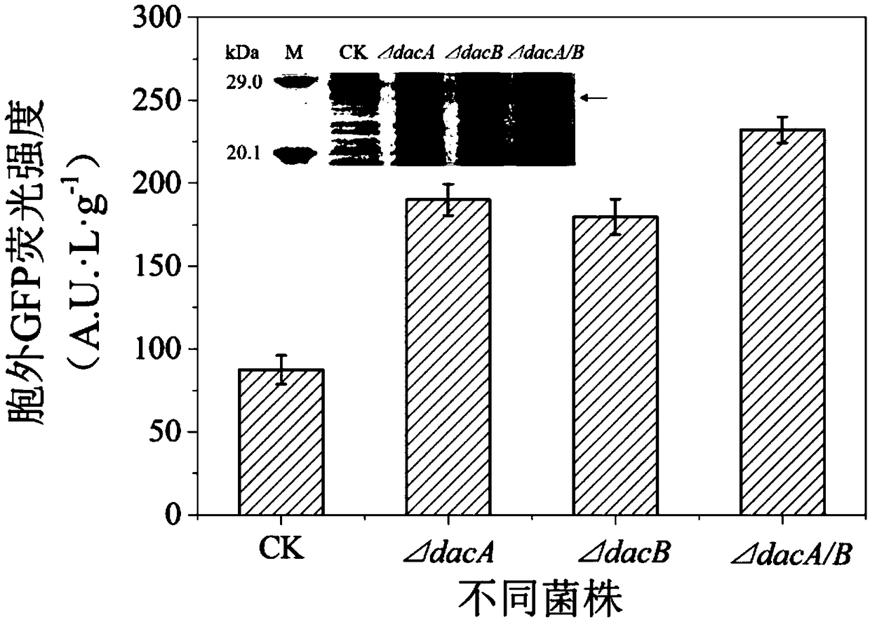 Method for improving extracellular secretion level of recombinant protein of Escherichia coli