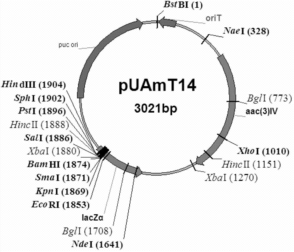 Acarbose engineering bacterium as well as preparation method and application thereof