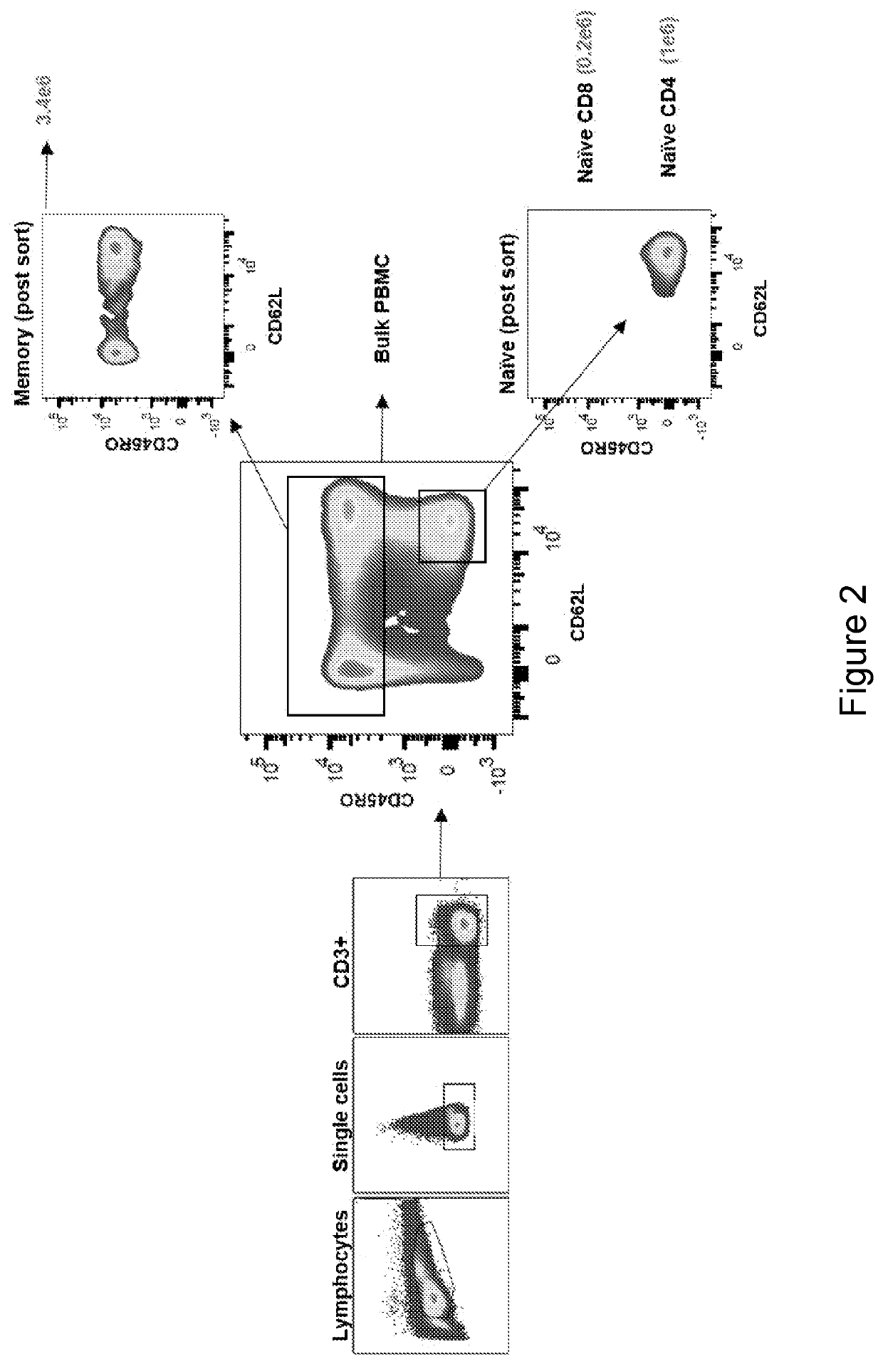 Methods of enriching cell populations for cancer-specific t cells using in vitro stimulation of memory t cells