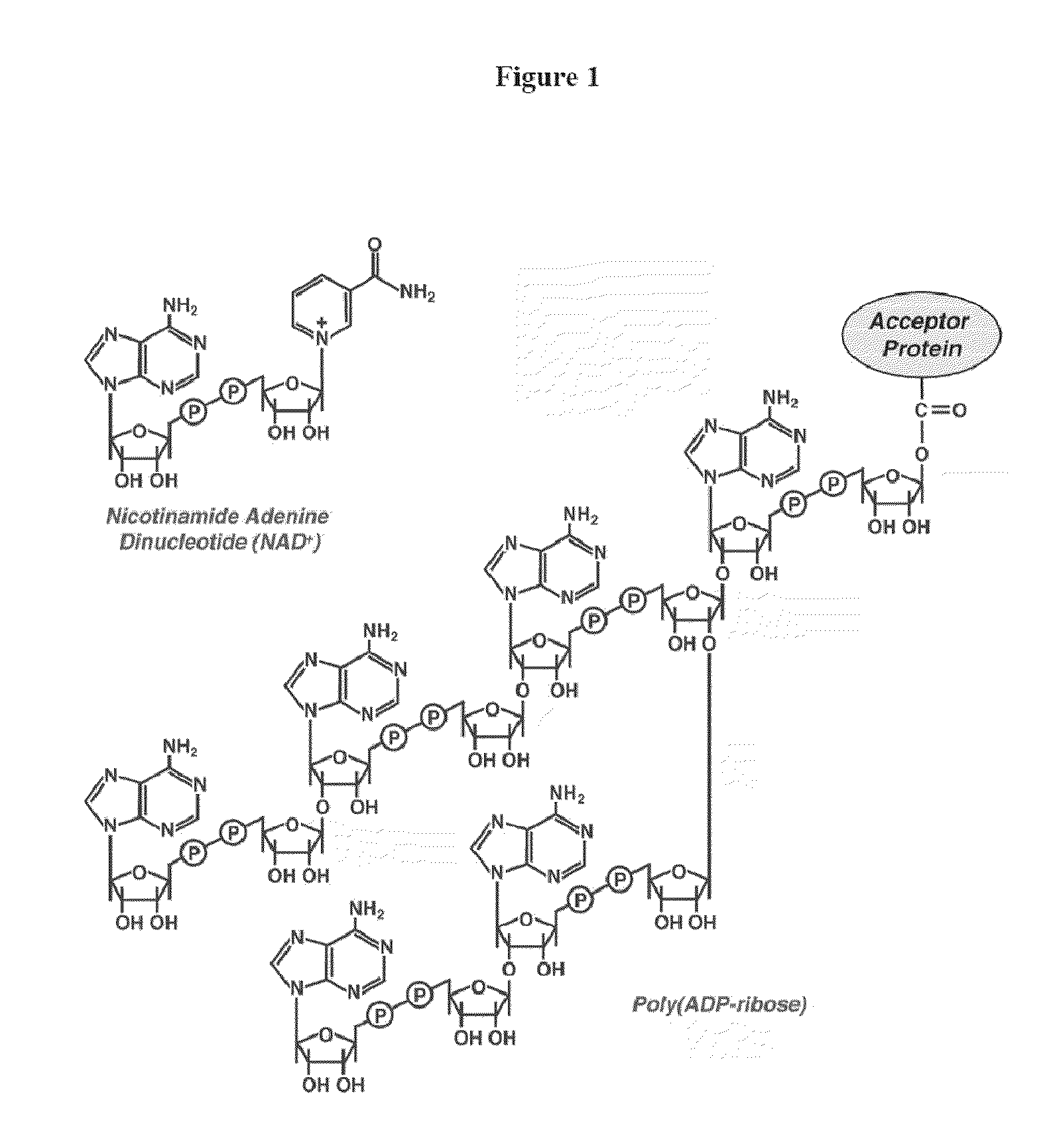 Compositions and methods for treating cancer and modulating stress granule formation