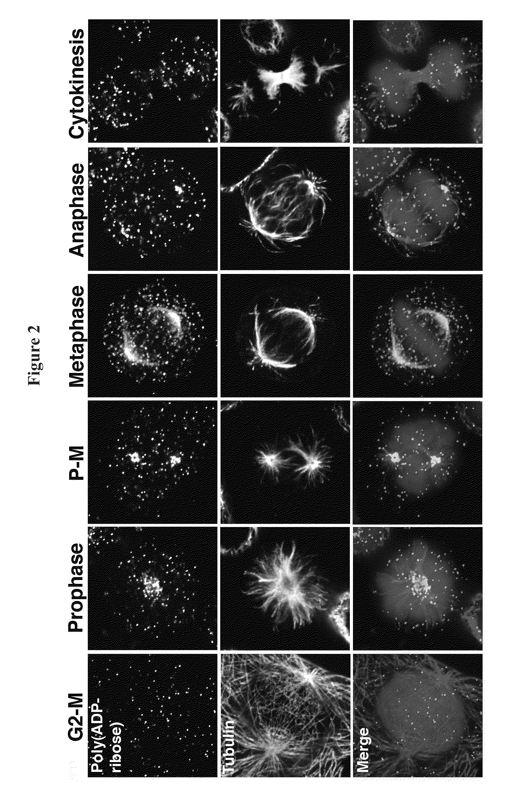 Compositions and methods for treating cancer and modulating stress granule formation