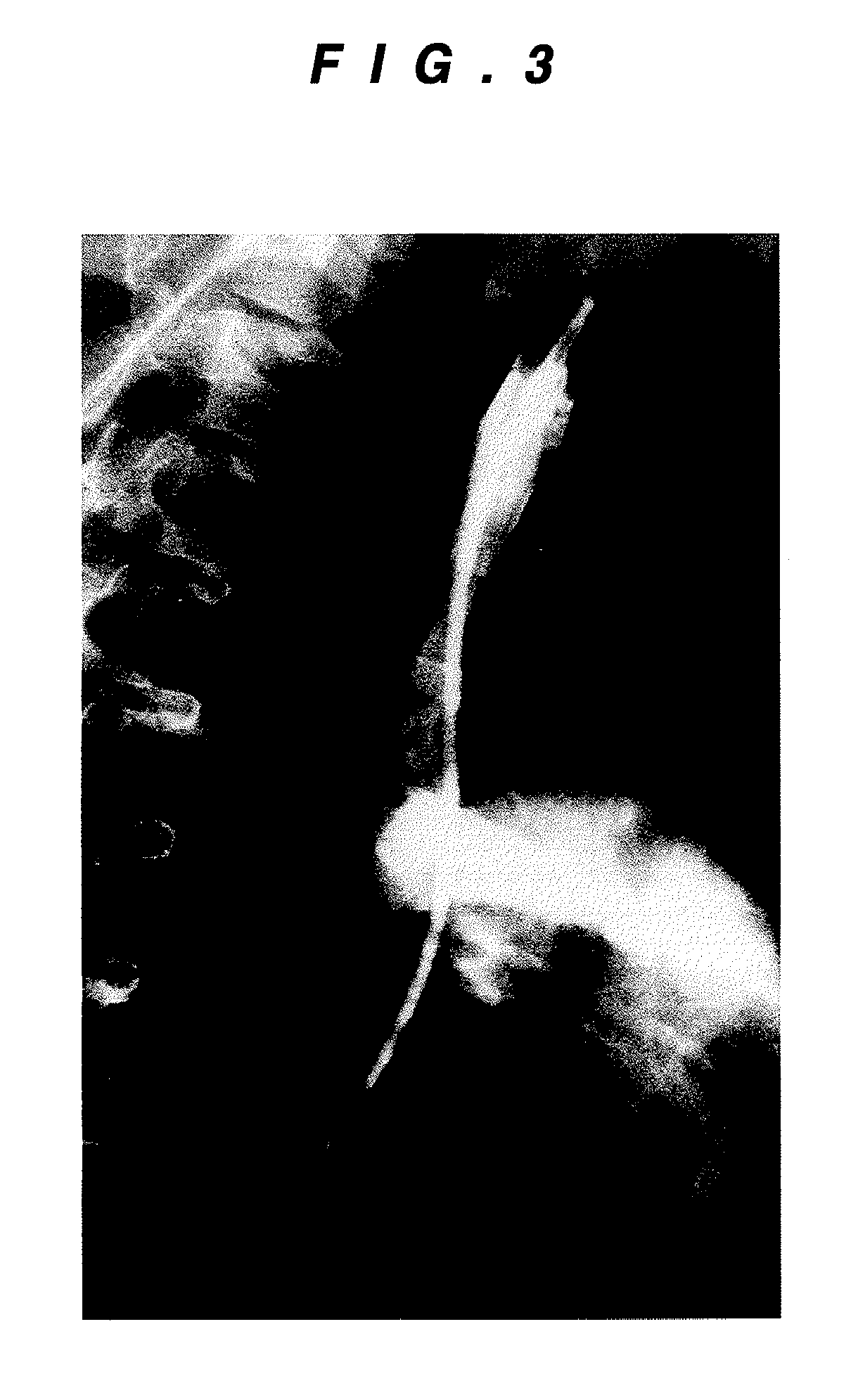 Culture of cardiovascular cells on a matrix and method for regenerating cardiovascular tissue