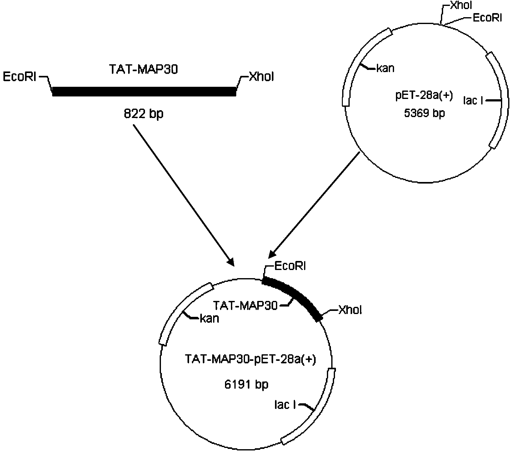 Orally-taken recombined fusion protein TAT-MAP30, preparation method and applications