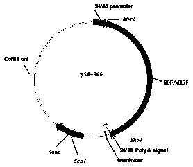 A kind of gene therapy recombinant vector mediated by plasmid vector