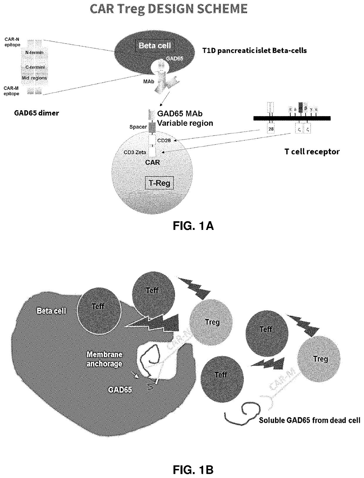 Immunosuppressive antigen-specific chimeric antigen receptor treg cells for prevention and/or treatment of autoimmune and alloimmune disorders