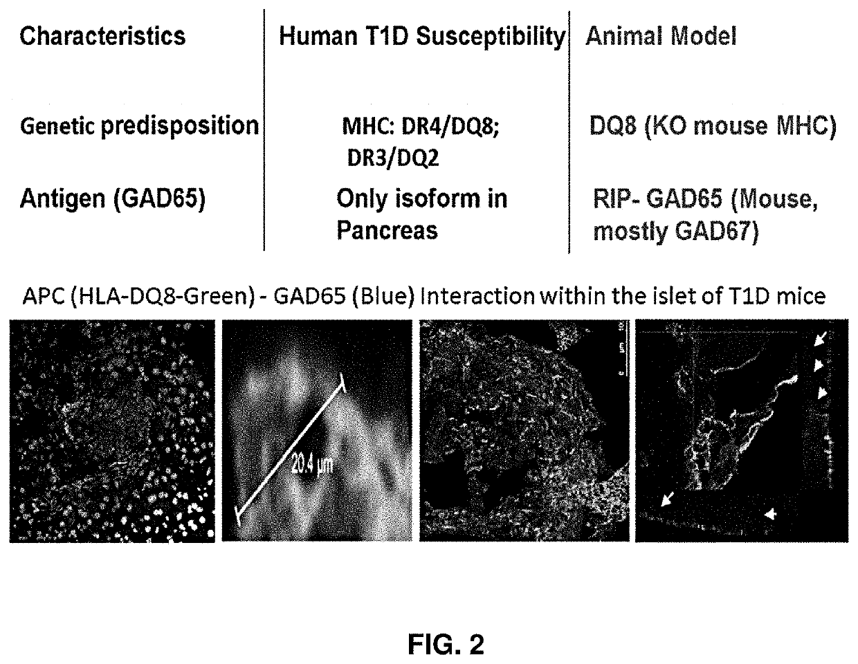 Immunosuppressive antigen-specific chimeric antigen receptor treg cells for prevention and/or treatment of autoimmune and alloimmune disorders