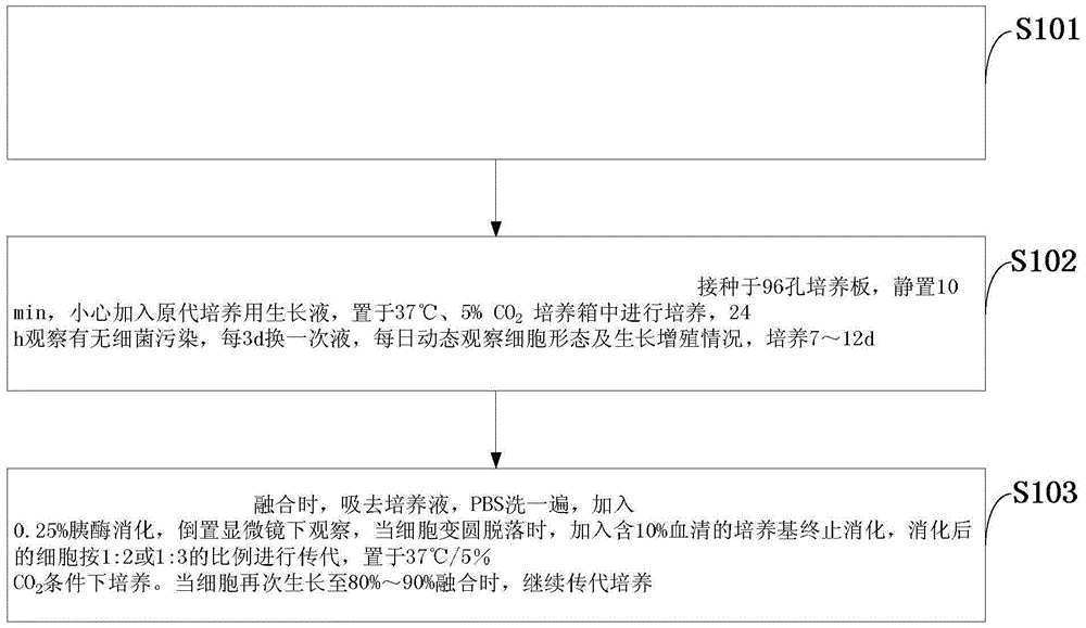 Spontaneously immortalized piglet oral mucosa epithelial cell line and construction method thereof