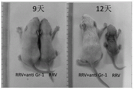 Construction method of animal model for biliary atresia of chronic liver disease