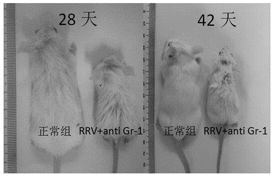 Construction method of animal model for biliary atresia of chronic liver disease