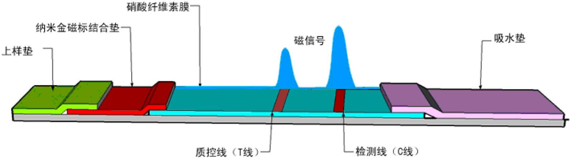 Gold magnetic particle labeled chromatography test strip for detecting aflatoxin