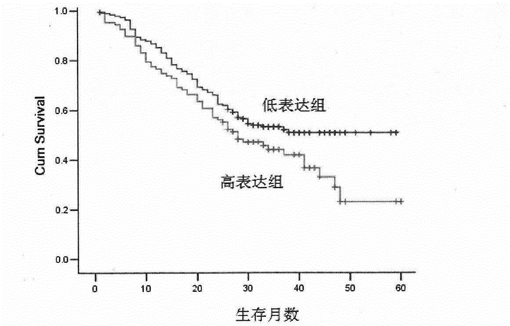 Kit for predicting prognosis of esophagus cancer patient by combining 5-lipoxygenase pathway proteins