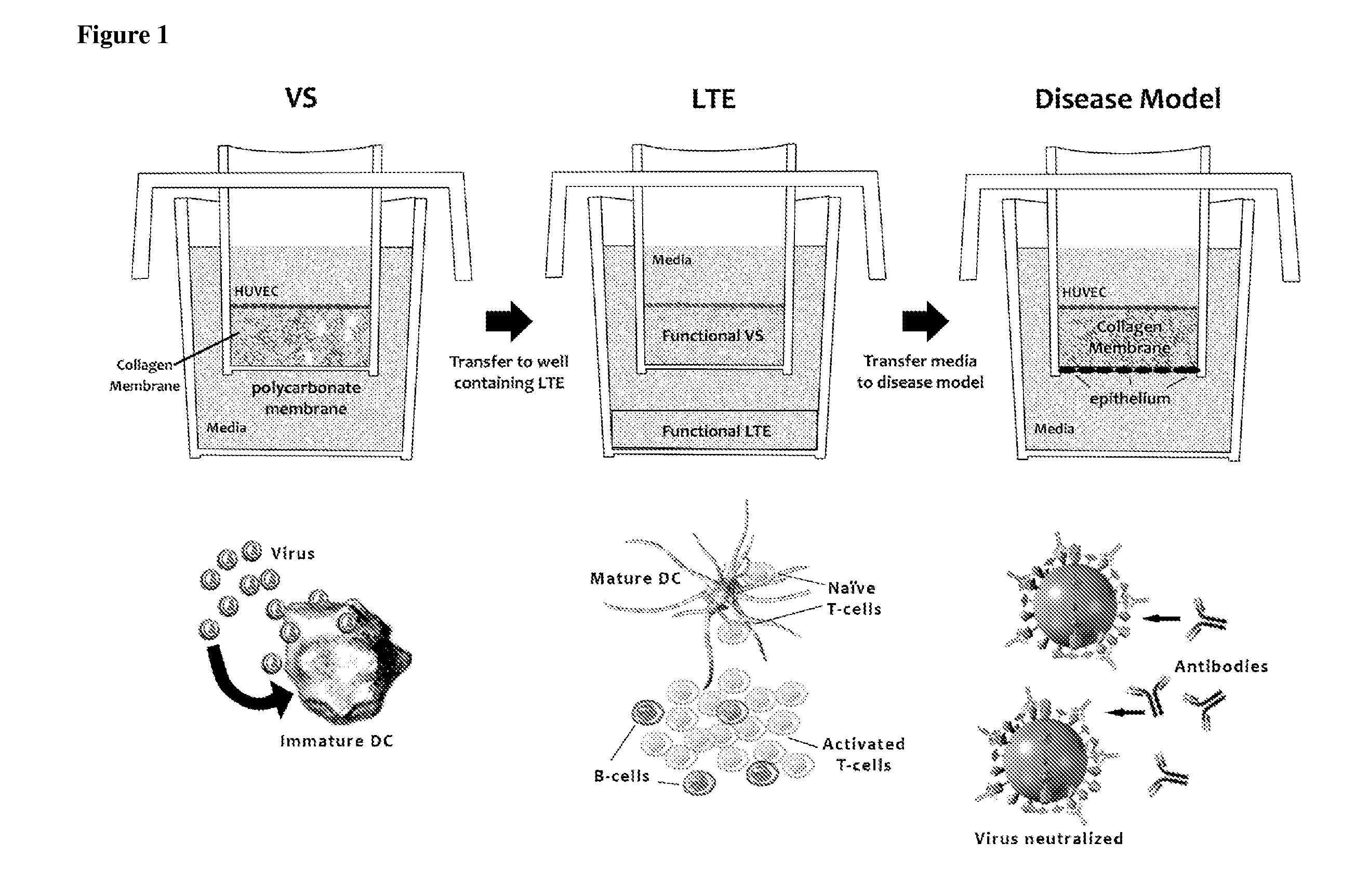 Methods of evaluating a test agent in a diseased cell model