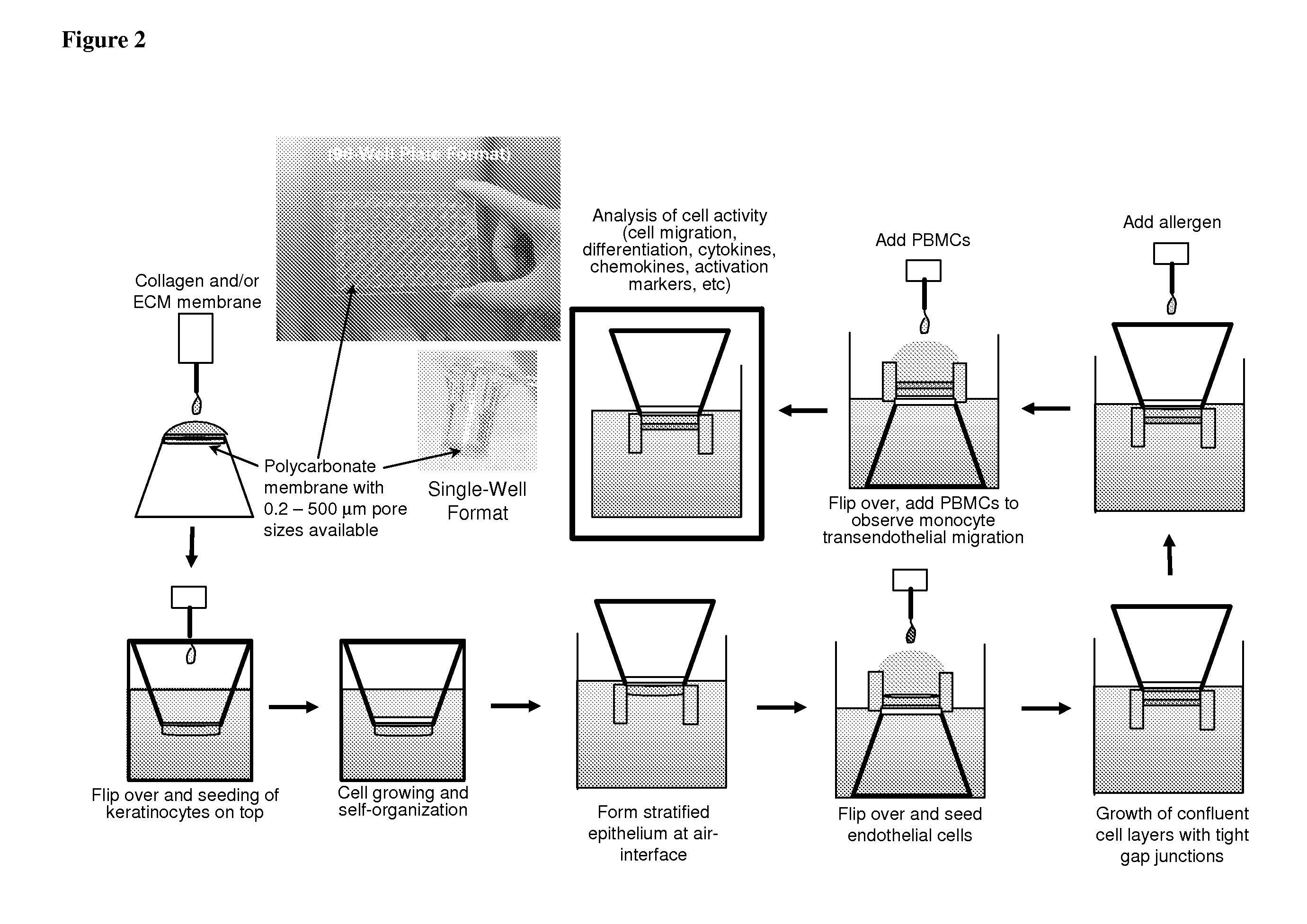 Methods of evaluating a test agent in a diseased cell model